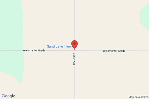Sand Lake Tree
