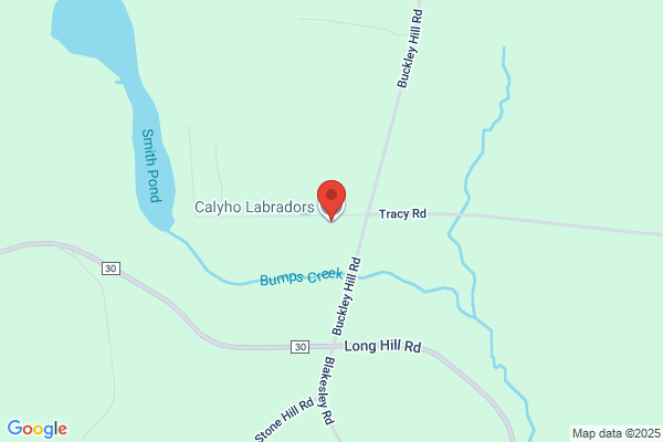 Calyho Labradors