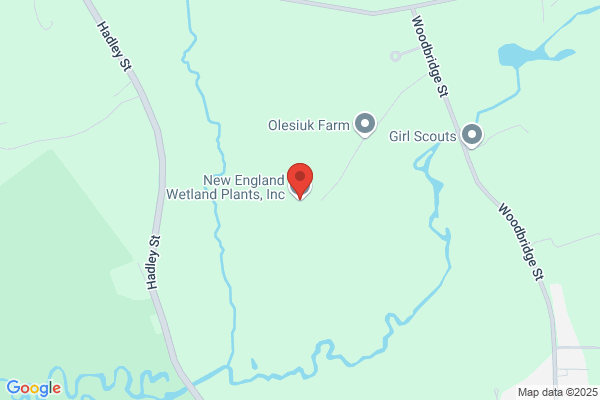 New England Wetland Plants Inc