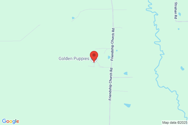 Golden Puppies
