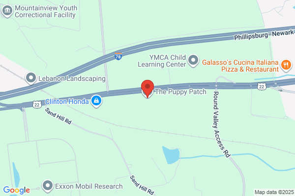 Puppy Patch Doggie Daycare