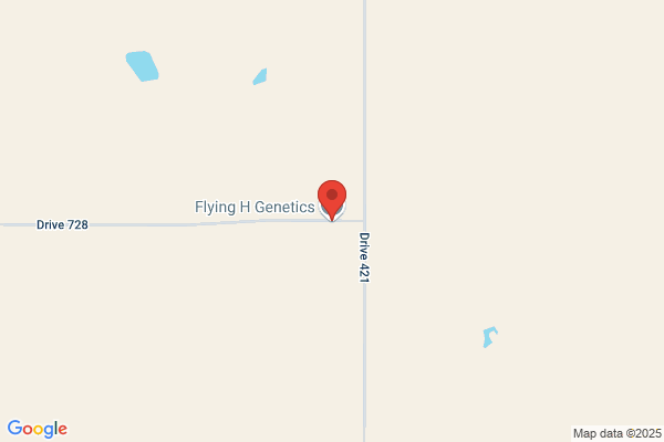 Flying H Genetics