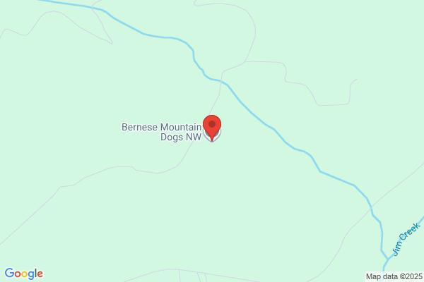 Bernese Mountain Dogs NW