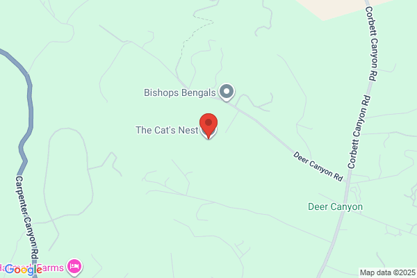 Cat's Nest the