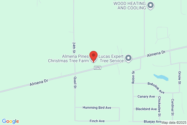 Mandana Pines Christmas Trees