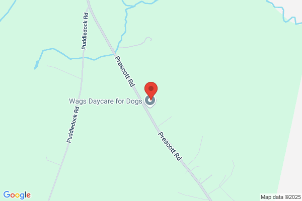 Wags Daycare For Dogs