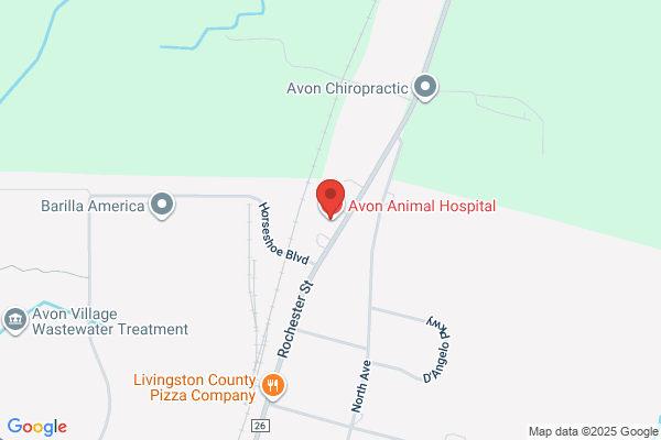 Avon Animal Hospital
