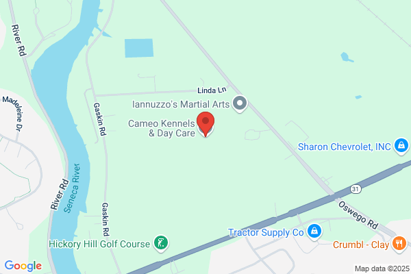 Cameo Kennels & Day Care