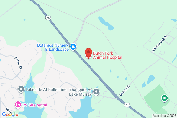 Dutch Fork Animal Hospital