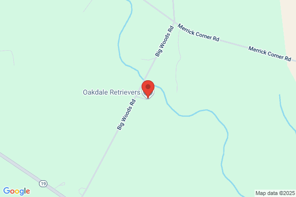 Oakdale Retrievers