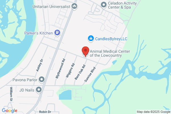 Animal Hospital of Lady's Island the