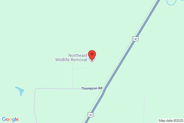 Northeast Wildlife Removal LLC
