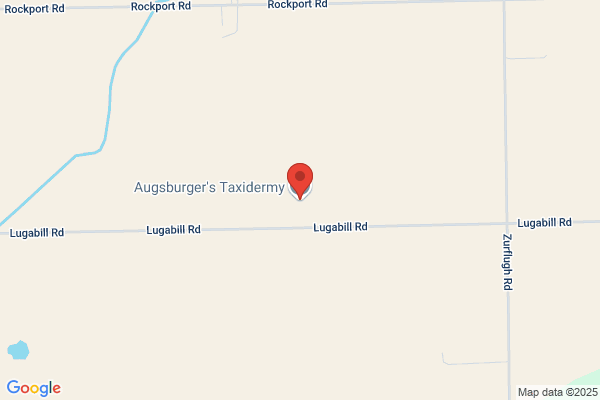 Augsburger's Taxidermy