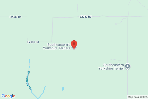 Yorkie Tymes