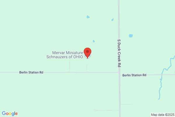 Mervar Miniature Schnauzers of OHIO