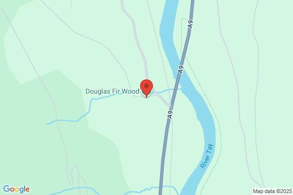 Douglas Fir