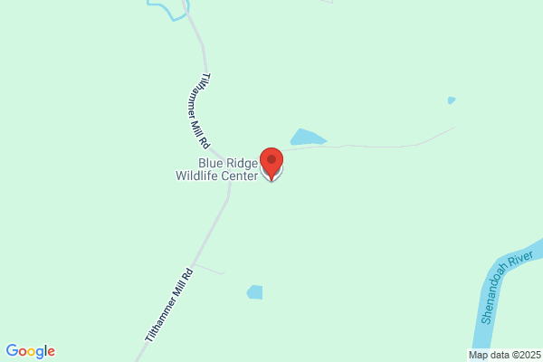 Blue Ridge Wildlife Center