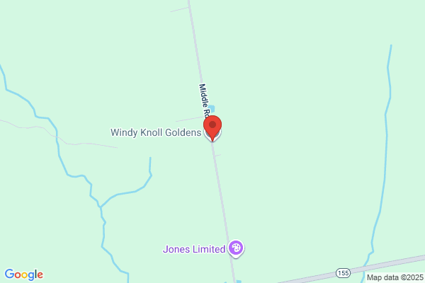 Windy Knoll Goldens