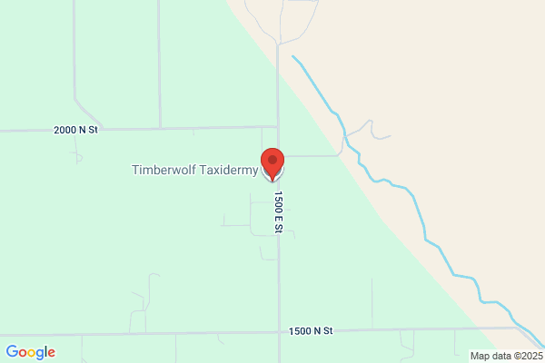 Timberwolf Taxidermy