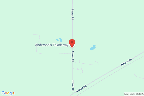 Ringstrom Taxidermy