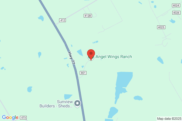 Lil Texas Equine Angels