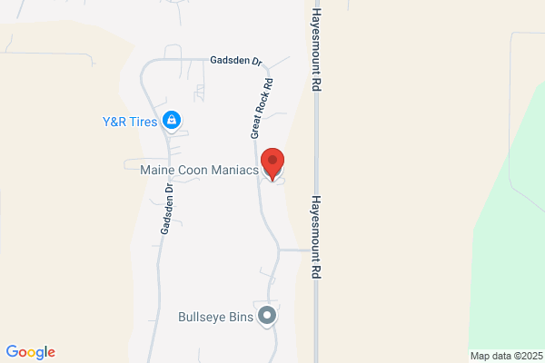 Maine Coon Maniacs