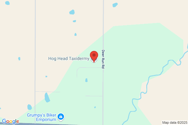 Hog Head Taxidermy