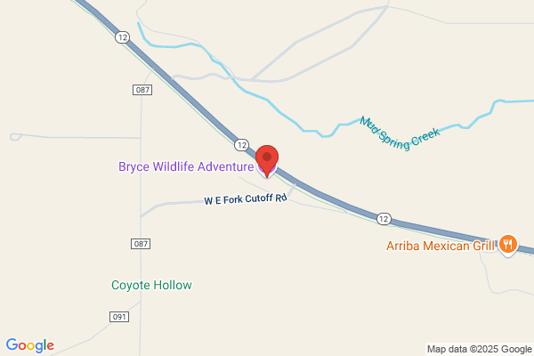 Bryce Wildlife Adventure
