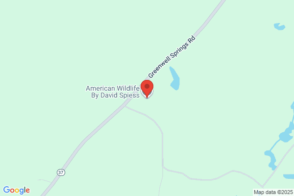 Bonaventure Wildlife Studio
