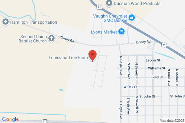 Louisiana Tree Farm