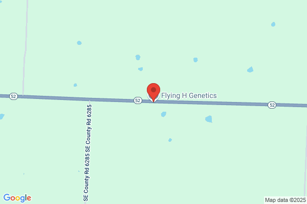Flying H Genetics