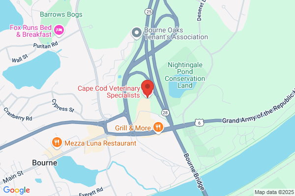 Cape Cod Veterinary Specialists