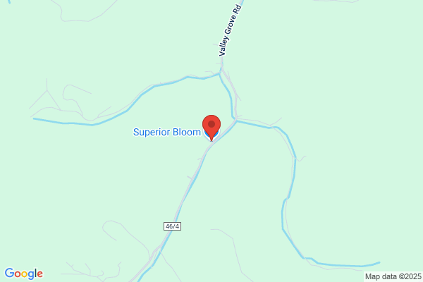 Superior Bloom