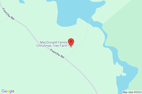 Spolyar Donald Christmas Trees