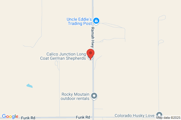 Calico Junction Long Coat German Shepherds