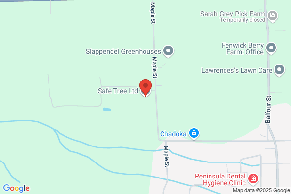 Saffin Tree Removal