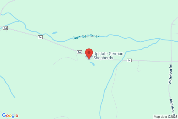 Upstate German Shepherds