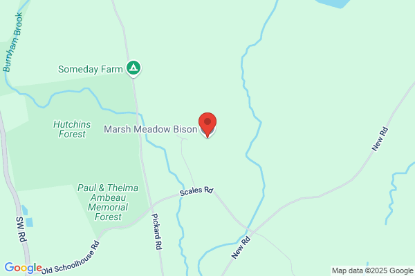 Marsh Meadow Bison