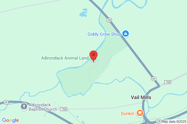 Adirondack Wildlife Studio