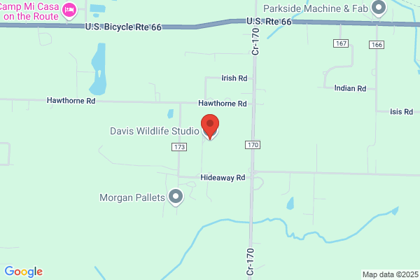Davis Wildlife Studio