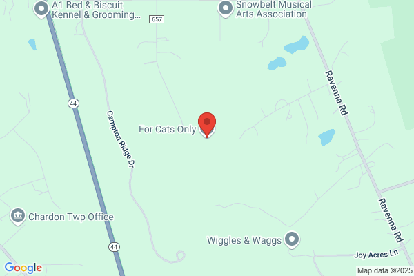 For Cats Only