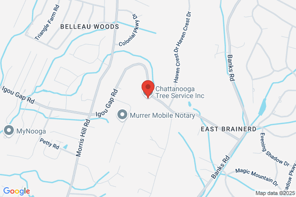 Money Tree Service