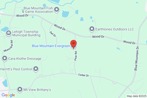 Blue Mountain Evergreen
