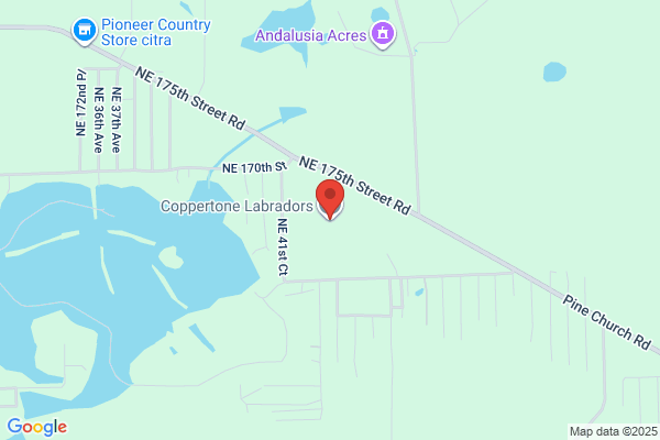 Coppertone Labradors