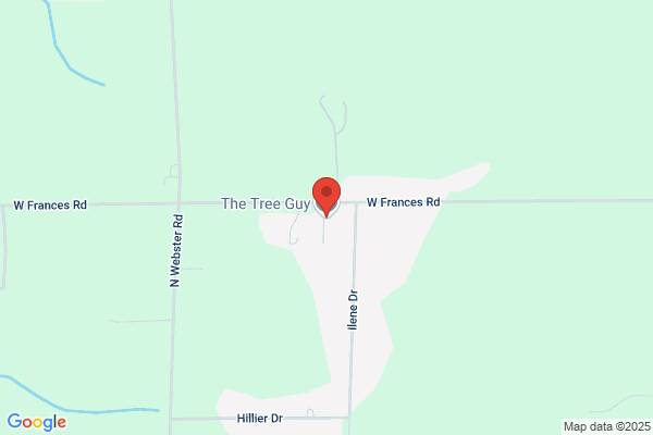 The Tree Guy