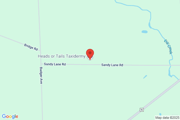 Bear's Taxidermy