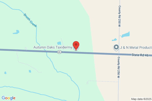 Autumn Oaks Taxidermy