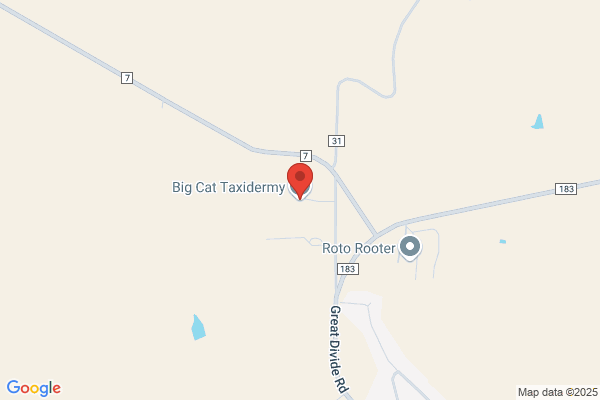 Big Cat Taxidermy