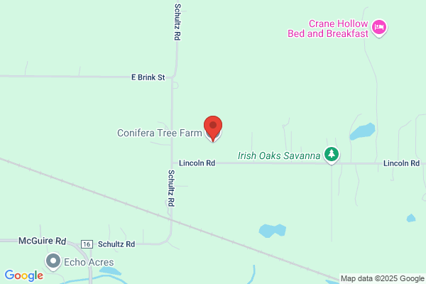 Phillipstown Christmas Tree Farm