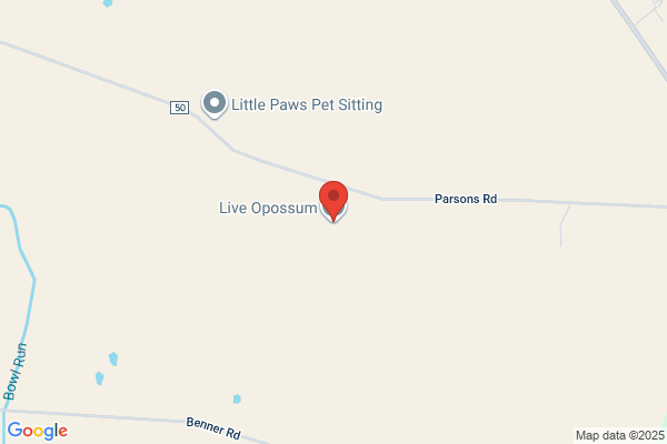 Live Opossum